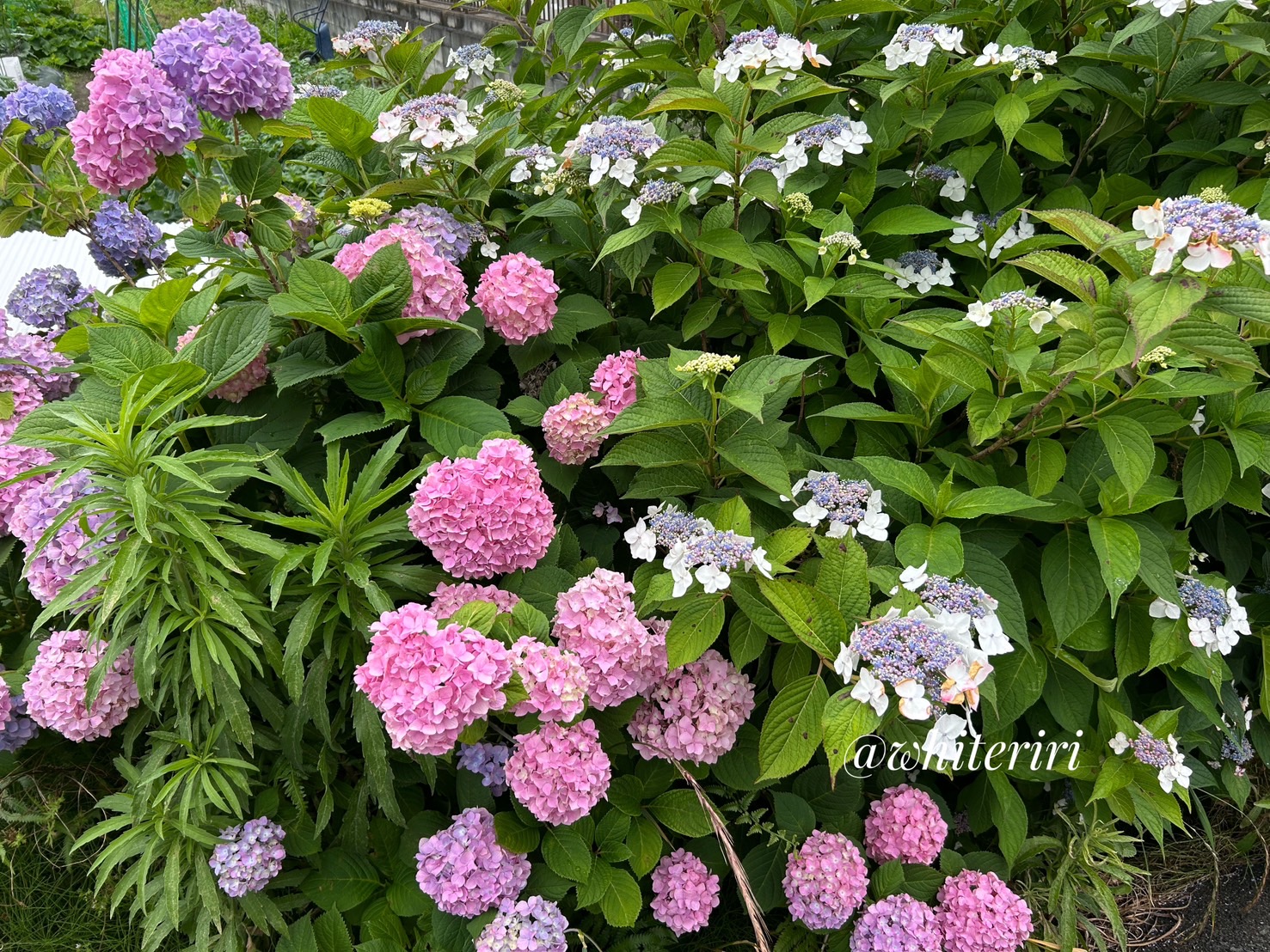 hydrangea