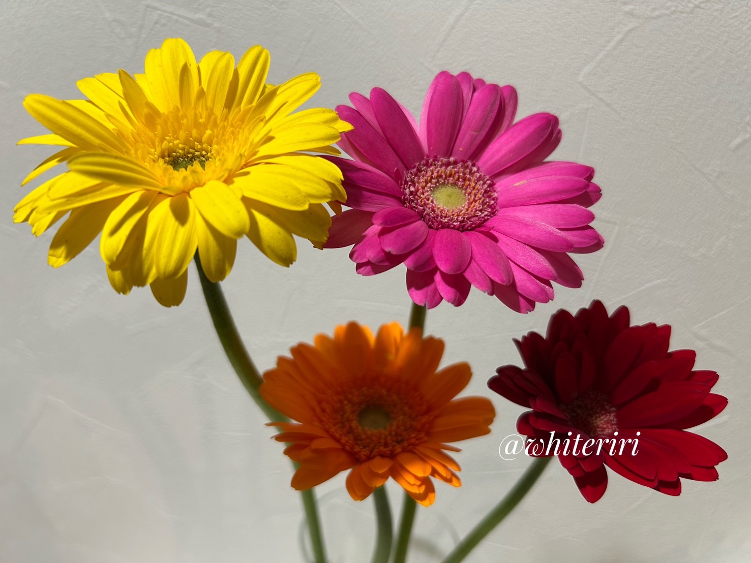 gerbera